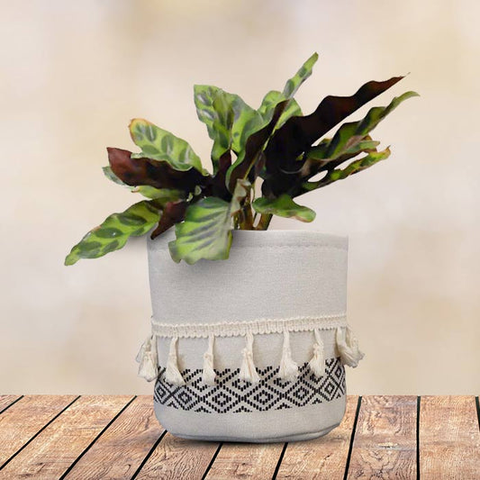 Calathea Insignis House Plant in a 13cm Nursery Pot with Cotton Pot