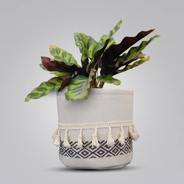 Calathea Insignis House Plant in a 13cm Nursery Pot with Cotton Pot