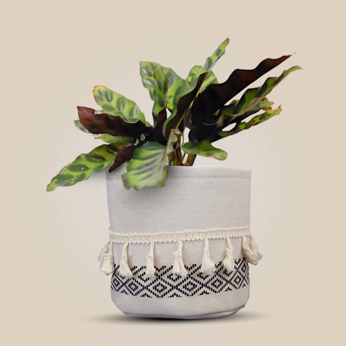 Calathea Insignis House Plant in a 13cm Nursery Pot with Cotton Pot