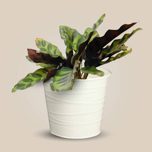 Calathea Insignis Indoor Plant in a 13cm Nursery Pot with White Metal Pot