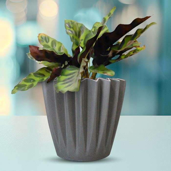 P-Calathea-Insignis-13cm-WPOT4