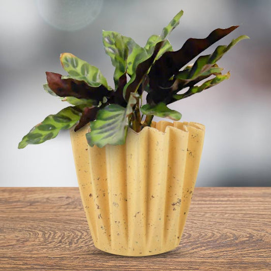 Calathea Insignis Indoor House Plant in a 13cm Nursery Pot with Yellow Plant Pot