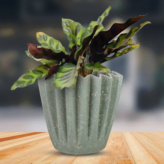 Calathea Insignis Houseplant in a 13cm Nursery Pot with Sage Green Pot