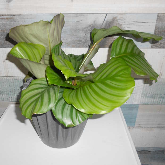 Calathea orbifolia houseplant and rustic wood wallpaper