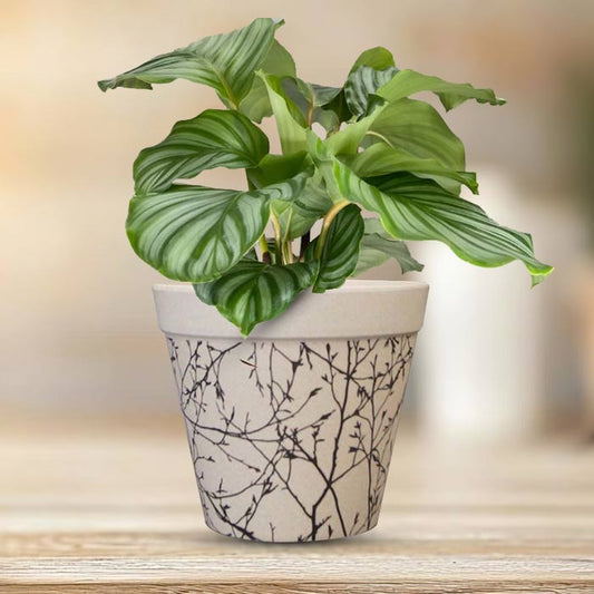 Calathea Orbifolia Houseplant in a 13cm Nursery Pot with Bamboo Plant Pot