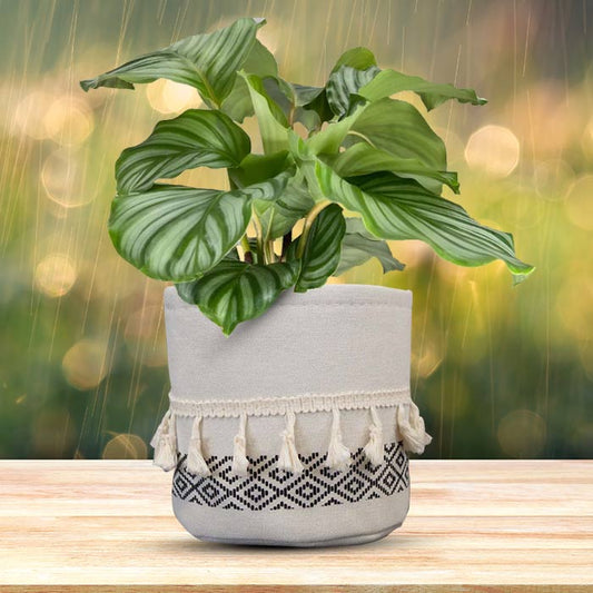 Calathea Orbifolia House Plant in a 13cm Nursery Pot with Cotton Pot