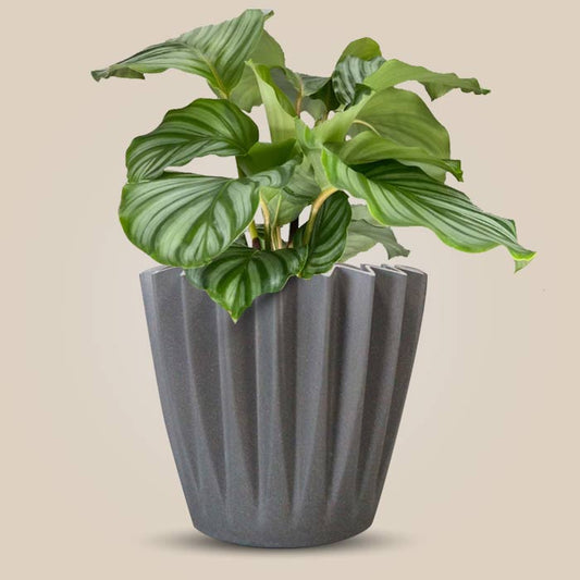 Calathea Orbifolia Indoor Houseplant in a 13cm Nursery Pot with Grey Pot