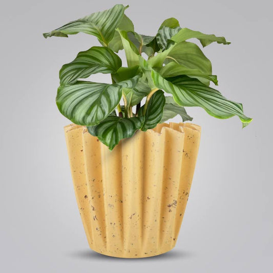 Calathea Orbifolia Indoor House Plant in a 13cm Nursery Pot with Yellow Plant Pot