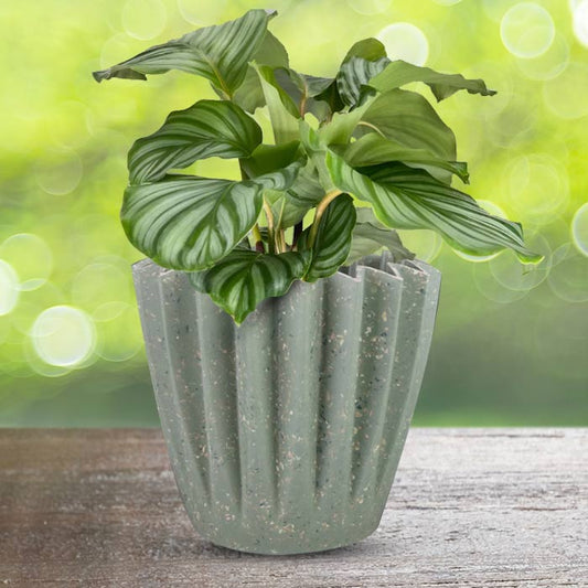 Calathea Orbifolia Houseplant in a 13cm Nursery Pot with Sage Green Pot