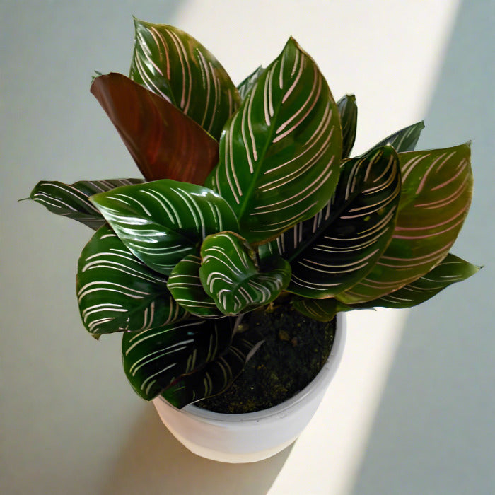 Pin-Stripe Calathea houseplant