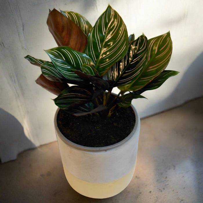 Calathea Ornata houseplant