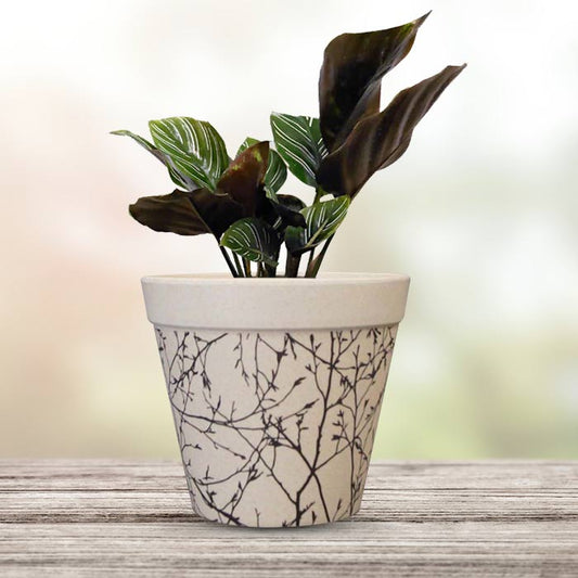 Calathea Ornata Houseplant in a 13cm Nursery Pot with Bamboo Plant Pot