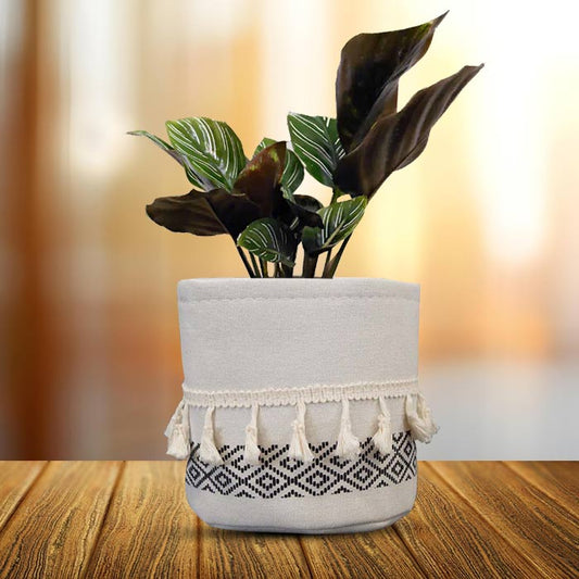 Calathea Ornata House Plant in a 13cm Nursery Pot with Cotton Pot