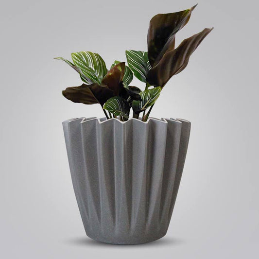 Calathea Ornata Indoor Houseplant in a 13cm Nursery Pot with Grey Pot