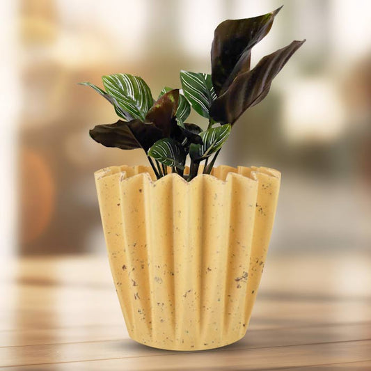 Calathea Ornata Indoor House Plant in a 13cm Nursery Pot with Yellow Plant Pot