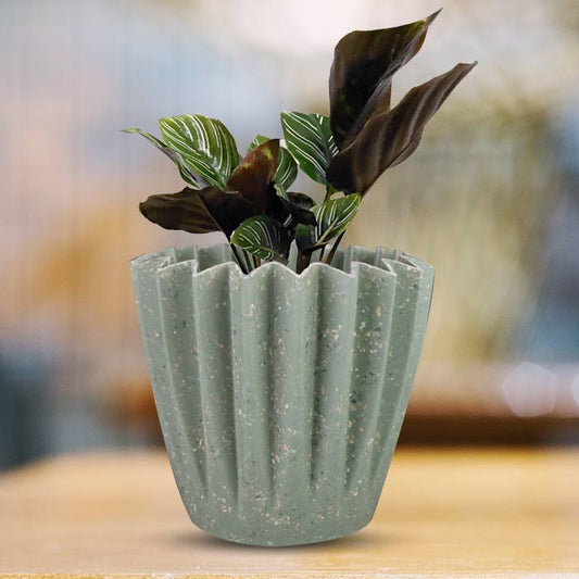 Calathea Ornata Houseplant in a 13cm Nursery Pot with Sage Green Pot