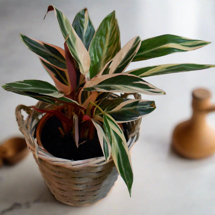 Calathea triostar houseplant in a basket in the kitchen