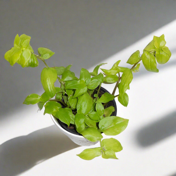 Turtle vine houseplant leaves