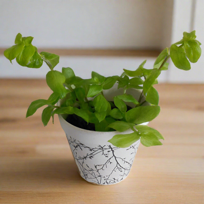 Turtle vine houseplant in a bamboo pot