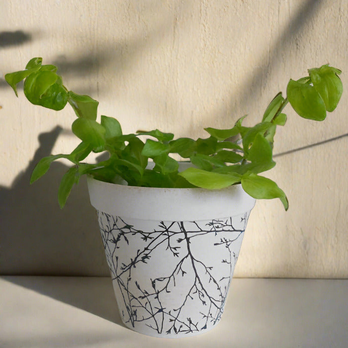 Callisia repens aurea houseplant in a bamboo pot