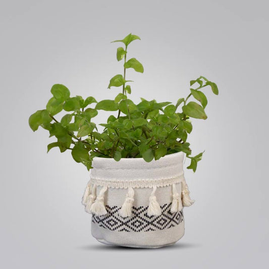 Callisia Repens Aurea House Plant in a 9cm Nursery Pot with Cotton Pot