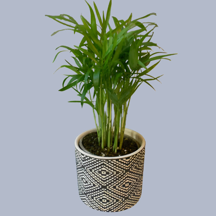 Indoor palm plant care & varieties.