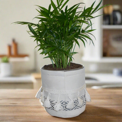 Small parlour palm houseplant in a cotton pot