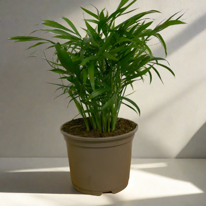 Small chamaedorea elegans houseplant in a nursery pot