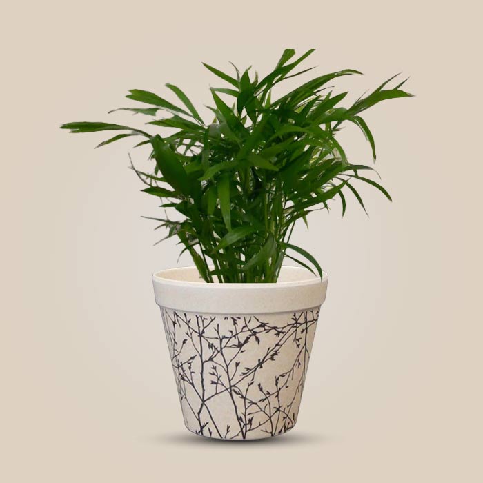 Chamaedorea Elegans Houseplant in a 9cm Nursery Pot with Bamboo Plant Pot