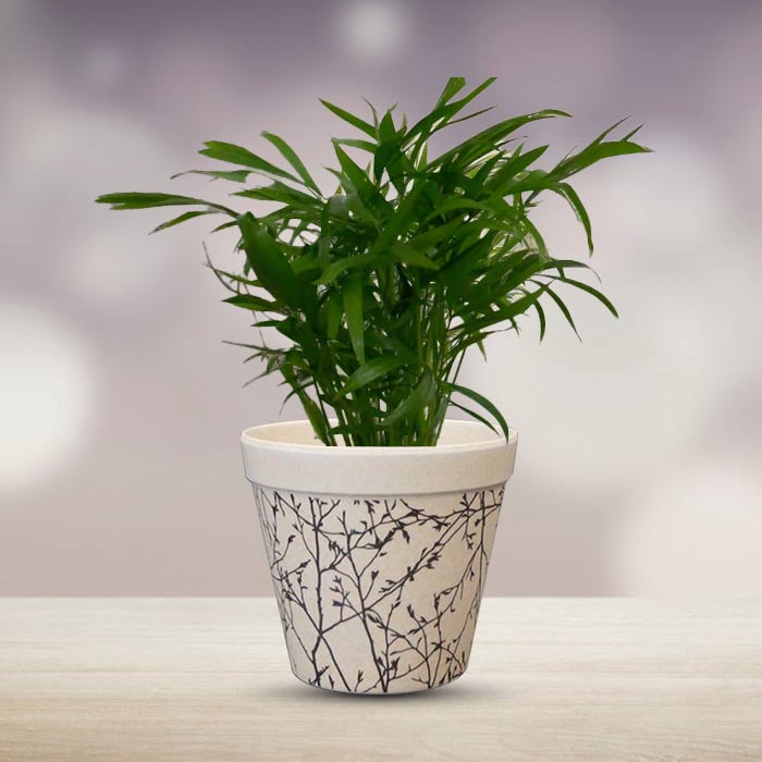 Chamaedorea Elegans Houseplant in a 9cm Nursery Pot with Bamboo Plant Pot