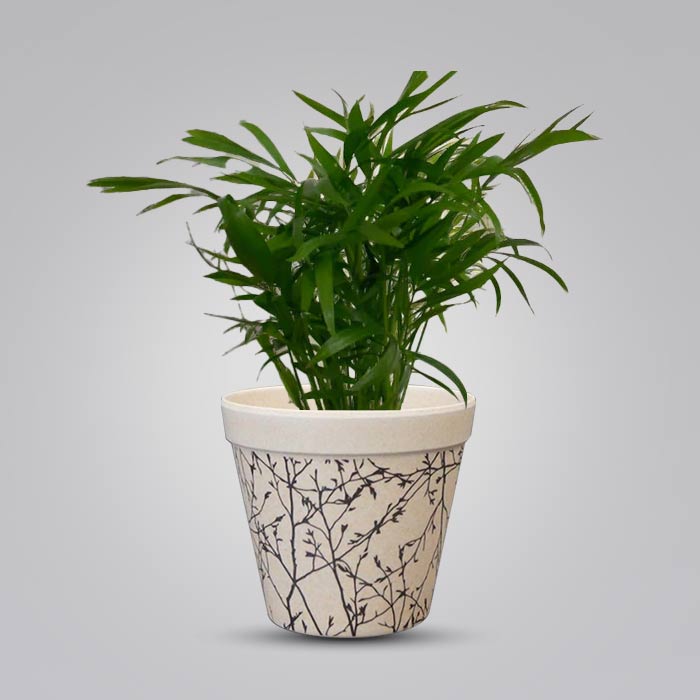 Chamaedorea Elegans Houseplant in a 9cm Nursery Pot with Bamboo Plant Pot