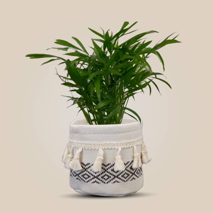 Chamaedorea Elegans House Plant in a 9cm Nursery Pot with Cotton Pot