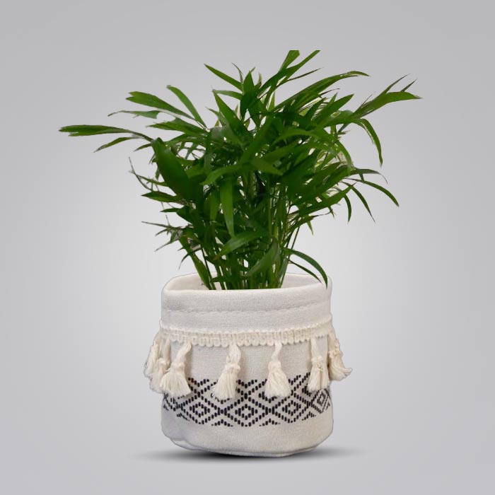 Chamaedorea Elegans House Plant in a 9cm Nursery Pot with Cotton Pot