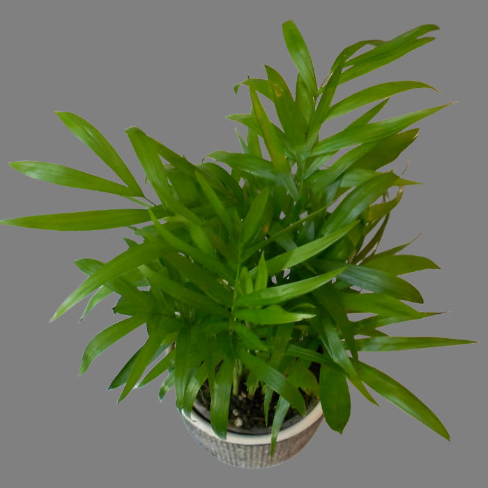 Small chamaedorea elegans houseplant leaves