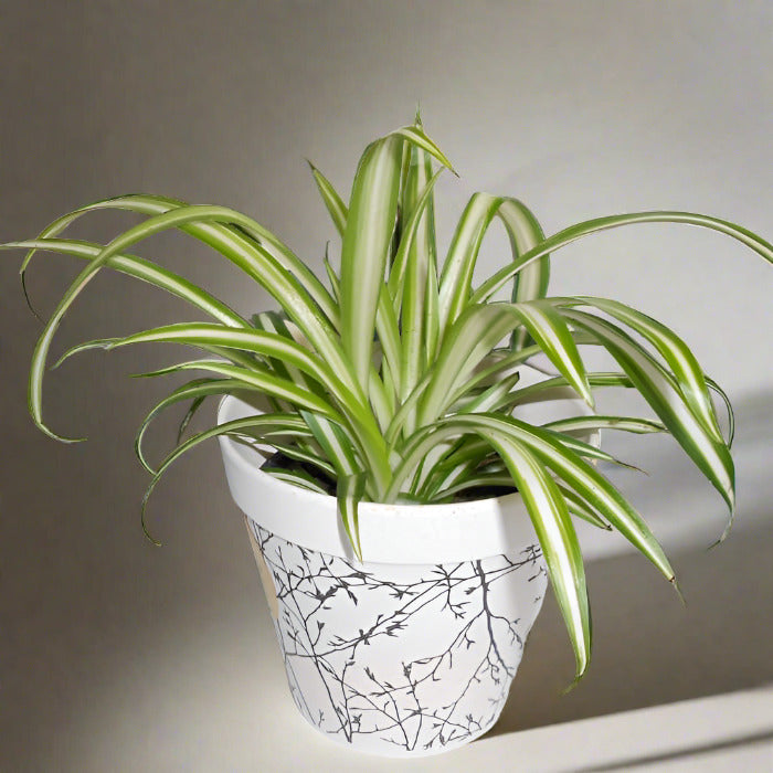 Small Variegated Spider Plant in a bamboo pot