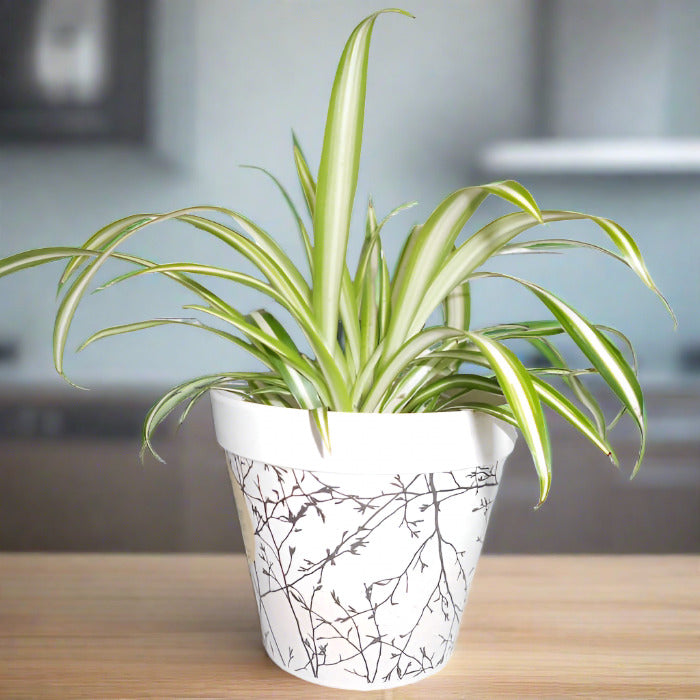 Small Chlorophytum Comosum Variegatum on a kitchen worktop