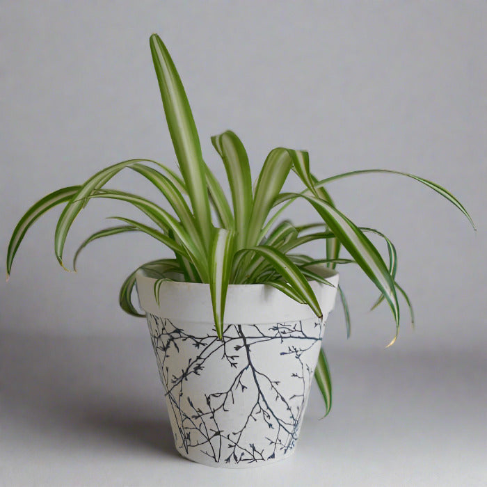 Chlorophytum Comosum Variegatum in a bamboo pot