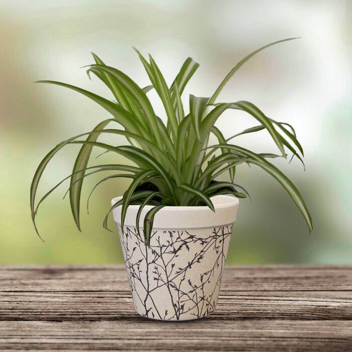 Chlorophytum Comosum Variegatum Houseplant in a 9cm Nursery Pot with Bamboo Plant Pot