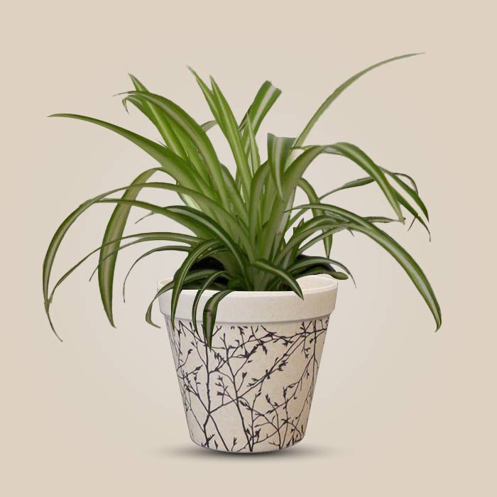 Chlorophytum Comosum Variegatum Houseplant in a 9cm Nursery Pot with Bamboo Plant Pot