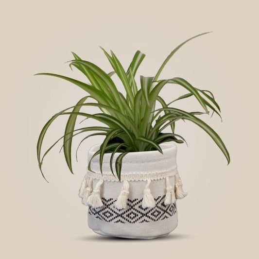 Chlorophytum Comosum Variegatum House Plant in a 9cm Nursery Pot with Cotton Pot