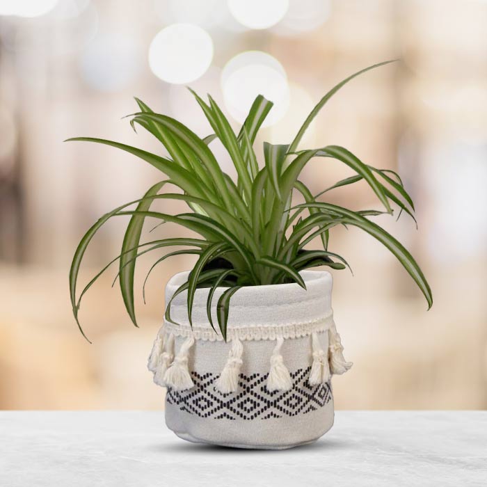 Chlorophytum Comosum Variegatum House Plant in a 9cm Nursery Pot with Cotton Pot