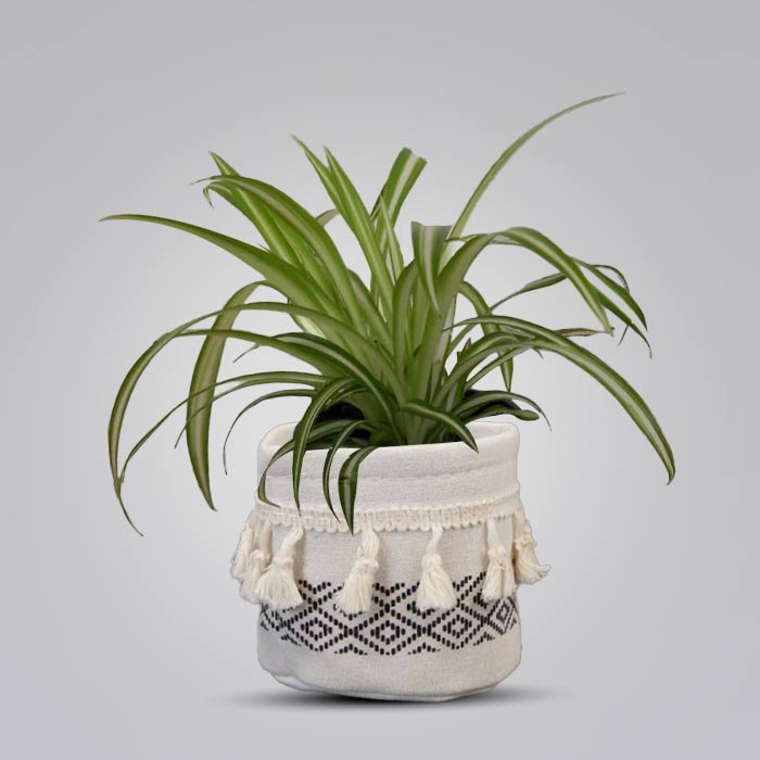 Chlorophytum Comosum Variegatum House Plant in a 9cm Nursery Pot with Cotton Pot