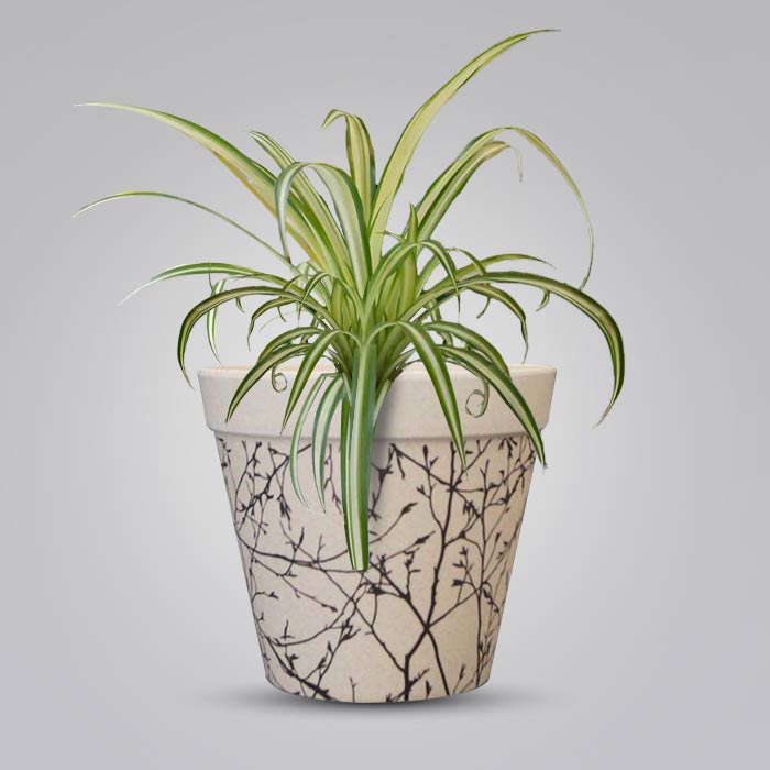 Chlorophytum Comosum Variegatum Houseplant in a 13cm Nursery Pot with Bamboo Plant Pot