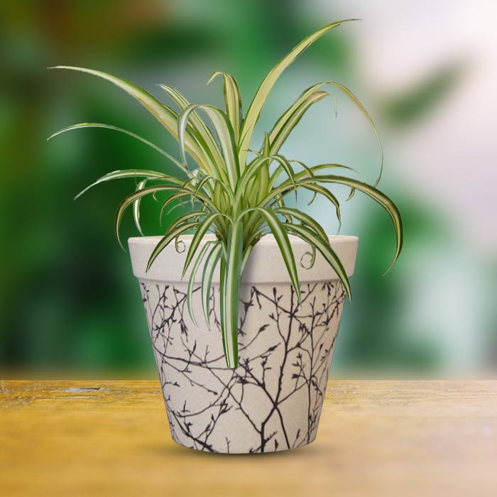 Chlorophytum Comosum Variegatum Houseplant in a 13cm Nursery Pot with Bamboo Plant Pot