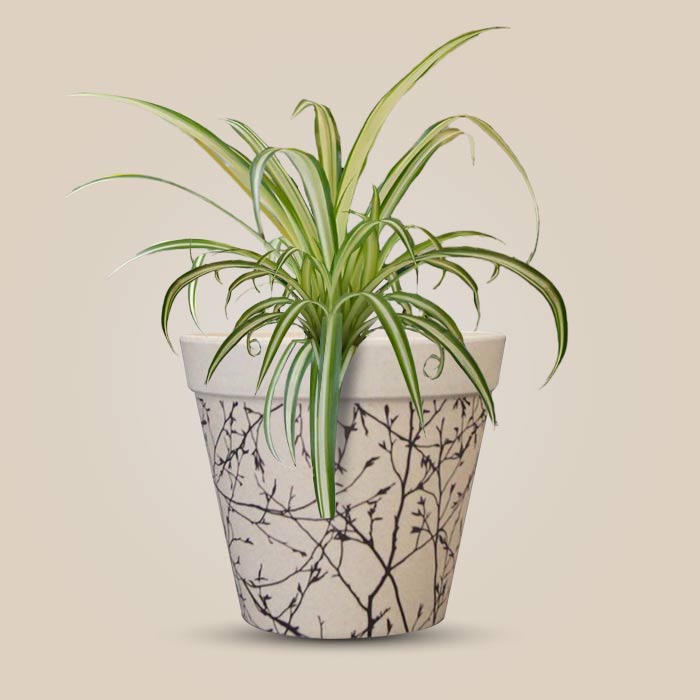 Chlorophytum Comosum Variegatum Houseplant in a 13cm Nursery Pot with Bamboo Plant Pot