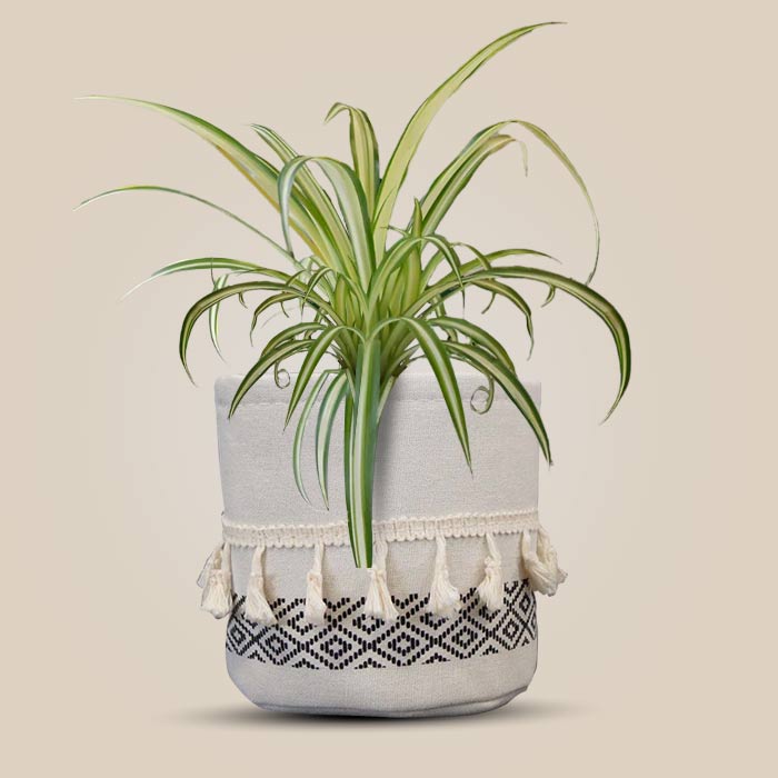 Chlorophytum Comosum Variegatum House Plant in a 13cm Nursery Pot with Cotton Pot