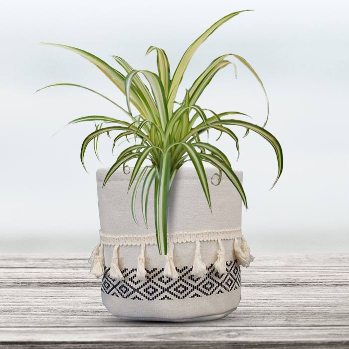 Chlorophytum Comosum Variegatum House Plant in a 13cm Nursery Pot with Cotton Pot