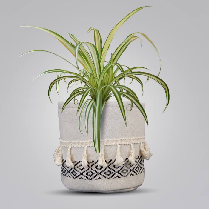 Chlorophytum Comosum Variegatum House Plant in a 13cm Nursery Pot with Cotton Pot