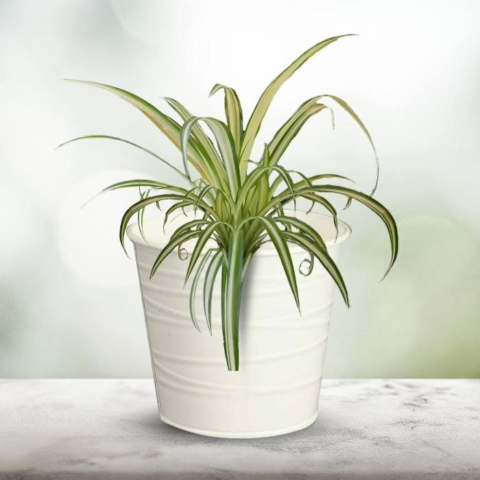 Chlorophytum Comosum Variegatum Indoor Plant in a 13cm Nursery Pot with White Metal Pot