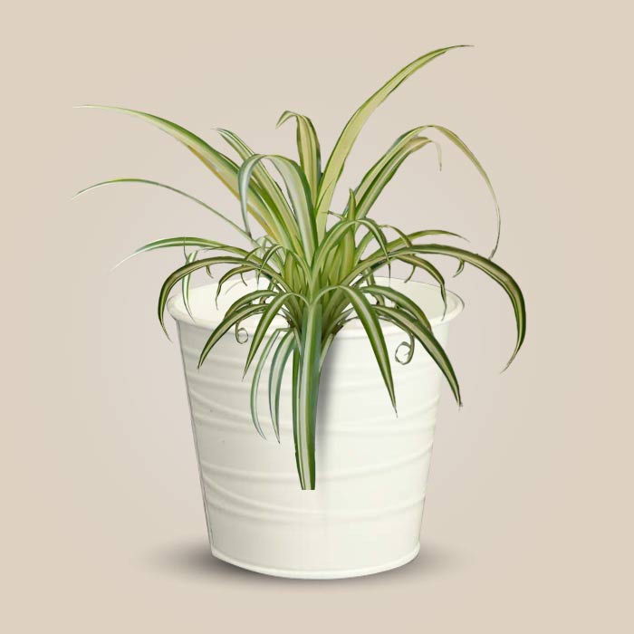 Chlorophytum Comosum Variegatum Indoor Plant in a 13cm Nursery Pot with White Metal Pot